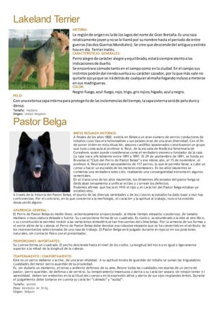 Lakeland Terrier
HISTORIA:
La regiónde origeneslade loslagosdel norte de Gran Bretaña.Es una raza
relativamente jovenynose le llamópor sunombre hasta el periodo de entre
guerras(lasdos GuerrasMundiales).Se cree que desciendedel antiguoyextinto
hoyen día, TerrierInglés.
CARACTERÍSTICAS GENERALES:
Perroalegre de carácter alegre yequilibrado,estarásiempreatentoalas
indicacionesde dueño.
Se encontrara cómodotantoen el campocomo enla ciudad.En el campo sus
instintospodrándarriendasueltaasu carácter cazador, por loque más vale no
quitarle ojoyaque se irádetrásde cualquieralimañallegandoinclusoameterse
ensus madrigueras.
COLOR:
Negro-fuego,azul-fuego,rojo,trigo,grisrojizo,hígado,azul ynegro.
PELO:
Con unaextensacapainternapara protegerlode lasinclemenciasdeltiempo,lacapaexternaseráde peloduroy
denso.
Tamaño: mediano
Origen: United Kingdom
Pastor Belga
BREVE RESUMEN HISTÓRICO:
A finales de los años 1800, existía en Bélgica un gran número de perros conductores de
rebaños cuyo tipo era heterogéneo y sus pelajes eran de una gran diversidad. Con el fin
de poner órden en esta situación, algunos canófilos apasionados constituyeron un grupo
que tuvo como guía al profesor A. Reul, de la escuela de Medicina Veterinaria de
Cureghem, quien puede considerarse como el verdadero pionero y fundador de la raza.
La raza nace oficialmente entre 1891 y 1897. El 29 de septiembre de 1891, se funda en
Bruselas el “Club del Perro de Pastor Belga” y ese mismo año, el 15 de noviembre, el
profesor A. Reul logra el agrupamiento de 117 perros, lo que le permite llevar a cabo un
censo y hacer un escogido de los mejores ejemplares. En los años siguientes se
comienza una verdadera selección, realizando una consanguinidad extrema en algunos
sementales.
En el transcurso de los años siguientes, los dirigentes aficionados del pastor belga se
dedicaban tenazmente a unificar el tipo y corregir los defectos.
Podemos afirmar que hacia el 1910 el tipo y el carácter del Pastor Belga estaban ya
establecidos.
A través de la historia del Pastor Belga, el asunto de las diversas variedades y de los colores aceptados ha dado lugar a muc has
controversias. Por el contrario, en lo que concierne a la morfología, el carácter y la aptitud al trabajo, nunca ha existido
desacuerdo alguno.
APARIENCIA GENERAL :
El Perro de Pastor Belga es medio-líneo, armoniosamente proporcionado, al mismo tiempo elegante y poderoso, de tamaño
mediano y musculatura delgada y fuerte. Su cuerpo tiene forma de un cuadrado. Es rústico, acostumbrado a la vida al aire libr e,
y su constitución le permite resistir a las variaciones atmosféricas tan frecuentes del clima belga. Por la armonía de sus formas y
el porte altivo de la cabeza, el Perro de Pastor Belga debe denotar esa robustez elegante que se ha convertido en el atributo de
los representantes seleccionados de una raza de trabajo. El Pastor Belga será juzgado durante el repo so en sus posiciones
naturales, sin contacto físico con el presentador.
PROPORCIONES IMPORTANTES:
Su cuerpo forma un cuadrado. El pecho desciende hasta el nivel de los codos. La longitud del hocico es igual o ligeramente
superior a la mitad de la longitud de la cabeza.
TEMPERAMENTO / COMPORTAMIENTO:
Este es un perro vigilante y activo, de una gran vitalidad. A su aptitud innata de guardián de rebaño se suman las inigualables
cualidades del mejor perro guardián de la propiedad.
Es, sin dudarlo un momento, el tenaz y ardiente defensor de su amo. Reúne todas las cualidades necesarias de un perro de
pastor, perro guardián, de defensa y de servicio. Su temperamento impetuoso y alerta y su carácter seguro, sin ningún temor n i
agresividad, deben ser evidentes en la actitud del cuerpo y en la expresión altiva y alerta de sus ojos resplandecientes. Durante
el juzgamiento debe tomarse en cuenta su carácter “calmado” y “audaz”.
Tamaño: grande
Peso: Alrededor de 30 Kg
Origen: Belgium
 