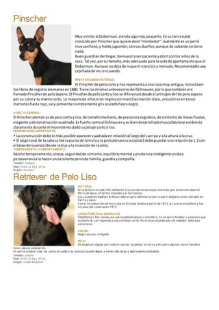 Pinscher
Muy similaral Doberman,siendoalgomáspequeño.Ensutierranatal
conocidopor Pinscherque quiere decir“mordedor”,realmente esunperro
muycariñoso,y hasta juguetón,consusdueños;aunque de cobarde notiene
nada.
Buenguardiándel hogar,demuestraserpaciente ydócil conlosniñosde la
casa. Tal vez,porsu tamaño,más adecuadopara la vidade apartamentoque el
Doberman.Aunque no dejade requerirejercicioamenudo.Recomendableuna
cepilladade vezencuando.
BREVE RESUMEN HISTÓRICO:
El Pinscherde pelocortoy lisorepresentaauna raza muy antigua,incluidaen
loslibrosde registroalemanesen1880. Tiene losmismosantecesoresdel Schnauzer,porloque tambiénera
llamadoPinscherde peloáspero.El Pinscherde pelocortoylisose diferenciódesde el principiodel de peloáspero
por su colory su mantocorto. La mayoríade elloserannegrosconmanchasmarrón claro, unicoloresentonos
marroneshasta rojo,sal y pimientaosimplemente grisazuladohastanegro.
ASPECTO GENERAL:
El Pinscheralemánesde pelocortoyliso,de tamañomediano,de presenciaorgullosa,de contornode líneasfluidas,
elegante yde construccióncuadrada.Es fuerte comoel Schnauzerysu biendesarrolladamusculaturase evidencia
claramente durante el movimientodadosupelaje cortoyliso.
PROPORCIONES IMPORTANTES:
• La construccióndebe lomásposible aparecercuadradaenrelaciónal largodel cuerpoy a la altura a la cruz.
• El largo total de lacabeza (de lapunta de la trufaa la protuberanciaoccipital) debeguardarunarelaciónde 1:2 con
el largodel cuerpo(desde lacruz a la inserciónde lacola).
TEMPERAMENTO / COMPORTAMIENTO:
Mucho temperamento,viveza,seguridadde símismo,equilibriomental yprudenciainteligenteunidaa
perseverancialohacenunexcelenteperrode familia,guardiaycompañía.
Tamaño: mediano
Peso: Entre 12 Kg y 16 Kg
Origen: Germany
Retriever de Pelo Liso
HISTORIA:
Se originó en el siglo XIX mediante el cruce de variasrazas, entre las que se encontraban el
Perro de Agua, el Setter Irlandés y el Terranova.
Los cazadoresingleses lo desarrollaron para obtener un perro que trabajara como cobrador en
tierra o agua.
Con la introducción de esta raza en Estados Unidos a partir de 1873, la raza se estabilizó y fue
reconocida como talen 1915.
CARACTERÍSTICAS GENERALES:
Obediente y fiel, posee una personalidad alegre y optimista. Es un perro familiar y requiere que
su dueño le corresponda y sea cariñoso con él. No está acostumbrado a la soledad. Adora los
exteriores.
COLOR:
Negro oscuro, e hígado.
PELO:
De longitud regular por todo el cuerpo. Su pelaje es recto y liso pero algunas veces tiende a
tener alguna ondulación.
En parte como la cola, las patas el cuello o la panza lo puede llegar a tener más largo y ligeramente ondulado.
Tamaño: grande
Peso: Entre 23 Kg y 35 Kg
Origen: United Kingdom
 