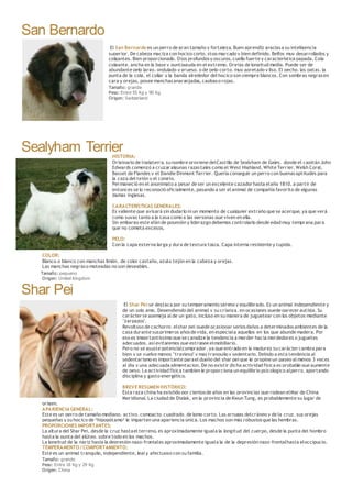 San Bernardo
El San Bernardo es un perro de gran tamaño y fortaleza. Buen aprendíz graciasa su inteligencia
superior. De cabeza maciza con hocico corto, stop marcado y bien definido. Belfos muy desarrollados y
colgantes. Bien proporcionado. Ojos profundosy oscuros, cuello fuerte y característica papada. Cola
colgante, ancha en la base y puntiaguda en el extremo. Orejas de longitud media. Puede ser de
abundante pelo largo, ondulado y grueso, o de pelo corto, muy apretado y liso. El pecho, las patas, la
punta de la cola, el collar y la banda alrededor del hocico son siempre blancos. Con sombras negrasen
cara y orejas, posee manchasanaranjadas, caobaso rojas.
Tamaño: grande
Peso: Entre 55 Kg y 90 Kg
Origen: Switzerland
Sealyham TerrierHISTORIA:
Originario de Inglaterra, su nombre proviene delCastillo de Sealyham de Gales, donde el capitán John
Edwards comenzó a cruzar algunas razastales como el West Highland, White Terrier, Welsh Corgi,
Basset de Flandes y el Dandie Dinmont Terrier. Quería conseguir un perro con buenasaptitudes para
la caza del tejón y el conejo.
Permaneció en el anonimato a pesar de ser un excelente cazador hasta elaño 1810, a partir de
entonces se lo reconoció oficialmente, pasando a ser el animal de compañía favorito de algunas
damas inglesas.
CARACTERÍSTICAS GENERALES:
Es valiente que avisará sin dudarlo ni un momento de cualquier extraño que se acerque, ya que verá
como suyas tanto a la casa como a las personas que viven en ella.
Sin embargo este afán de posesión y liderazgo debemos controlarlo desde edad muy temprana para
que no cometa excesos.
PELO:
Con la capa externa larga y dura de textura tosca. Capa interna resistente y tupida.
COLOR:
Blanco o blanco con manchas limón, de color castaño, azulo tejón en la cabeza y orejas.
Las manchas negraso moteadas no son deseables.
Tamaño: pequeno
Origen: United Kingdom
Shar Pei
El Shar Pei se destaca por su temperamento sereno y equilibrado. Es un animal independiente y
de un solo amo. Dependiendo del animal y su crianza, en ocasiones puede parecer autista. Su
carácter se asemeja al de un gato, incluso en su manera de juguetear con los objetos mediante
"zarpazos".
Revoltoso de cachorro, elshar pei puede ocasionar seriosdaños a determinadosambientes de la
casa durante susprimeros añosde vida, en especiala aquellos en los que abunde madera. Por
eso es importantissimo que se canalize la tendencia a morder hacia mordedores o juguetes
adecuados, así evitaremos que estropee elmobiliario.
Pero no se asuste potencialcomprador, ya que entrado en la madurez su carácter cambia para
bien y se vuelve menos "travieso" y mas tranquilo y sedentario. Debido a esta tendencia al
sedentarismo es importante parael dueño del shar pei que le propine un paseo al menos 3 veces
al dia y una adecuada alimentacion. De no existir dicha actividad fisica es probable que aumente
de peso. La actividad física tambien le proporciona un equilibrio psicologico alperro, aportando
disciplina y gasto energético.
BREVE RESUMEN HISTÓRICO:
Esta raza china ha existido por cientosde años en las provincias que rodean elMar de China
Meridional. La ciudad de Dialak, en la provincia de Kwun Tung, es probablemente su lugar de
origen.
APARIENCIA GENERAL:
Este es un perro de tamaño mediano, activo, compacto, cuadrado, de lomo corto. Las arrugas delcráneo y de la cruz, sus orejas
pequeñas y su hocico de ²hipopótamo² le imparten una apariencia única. Los machos son más robustosque las hembras.
PROPORCIONES IMPORTANTES:
La altura del Shar Pei, desde la cruz hastael terreno, es aproximadamente iguala la longitud del cuerpo, desde la punta del hombro
hasta la punta del glúteo, sobre todo en los machos.
La longitud de la nariz hasta la depresión naso-frontales aproximadamente iguala la de la depresión naso-frontalhasta eloccipucio.
TEMPERAMENTO / COMPORTAMIENTO:
Este es un animal tranquilo, independiente, leal y afectuoso con su familia.
Tamaño: grande
Peso: Entre 18 Kg y 29 Kg
Origen: China
 