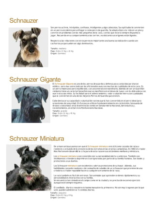 Schnauzer
Son perros activos, intrépidos, cariñosos, inteligentes y algo cabezotas. Sus aptitudes le convierten
en un perro excelente para elhogar o como perro de guardia. Se adapta bien a la vida en un piso y
convive sin problemas con los más pequeños de la casa, con los que estará siempre dispuesto a
jugar. Recuerda en su comportamiento a los terrier, no obstante susorigenes están ligados.
Respecto a las relaciones con otrosperroses importante una buena socialización cuando son
cachorrosya que suelen ser algo dominantes.
Tamaño: mediano
Peso: Entre 13 Kg y 22 Kg
Origen: Germany
Schnauzer GiganteEl Schnauzer Gigante es uno de los perros de guardia y defensa poco conocidos por elgran
público, pero muy apreciado por los aficionados pues son muchas las cualidades de esta raza. Es
un perro impetuoso pero equilibrado, con una energía extraordinaria. Además de ser un Guardián
vigilante tiene un carácter bonachón que se manifiesta en el deseo de jugar y en la delicadeza con
que trata a los niños. Su facilidad para el adiestramiento, valor y salud de hierro son cualidades
que lo convierten en uno de los mejores Perros de Guardia que existen.
Cabe destacar su capacidad y voluntad de rastreo que lo han convertido en el perro ideal para
organismos de seguridad. En Europa se utilizan fundamentalmente en catástrofes, búsqueda de
drogas y seguridad, en la Argentina los vemos en Gendarmería Nacional, Aeronáutica y,
recientemente, en el Servicio Penitenciario Nacional.
Tamaño: grande
Peso: Entre 32 Kg y 45 Kg
Origen: Germany
Schnauzer Miniatura
De origen antiguo parece ser que el Schnauzer miniatura era útilcomo cazador de ratasy
roedores y avisando de la presencia de los extrañosen las granjas campesinas. En 1882 el criador
Máx Hartensein desarrolló la cría pura de esta razaen sus estándares mediano y miniatura.
Los schnauzer miniaturason conocidos por su personalidad alerta y amistosa. También son
inteligentes y tienden a deprimirse si son ignorados por parte de su familia humana. Son leales y
protectores a sus dueños.
Los Schnauzer miniatura son excelentes y alertasprotectores de su hogar. Además, sus
habilidades cazando roedores y de compañía de caballos de un schnauzer que proviene de una
criadora o criador reputable hacen a cualquiera en amante de la raza.
La raza también es fácil de entrenar. Son animales que aprenden ordenes rápidamente y su
personalidad es interactiva con su familia.
Se encuentra tan cómodo en el campo como en la ciudad y no precisa de excesivo ejercicio
aunque esté siempre inquieto.
El cepillado, diario y requiere stripping manualen la primavera. No son muy tragones por lo que
se le pueden administrar 3 comidas diarias.
Tamaño: pequeno
Peso: Entre 4.5 Kg y 8 Kg
Origen: Germany
 