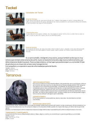 Teckel
Variedades del Teckel
Teckel de Pelo largo
El pelo está provisto de una capa externa de pelo liso, brillante y bien pegado al cuerpo, se alarga debajo del
cuello y en la parte inferior del cuerpo, sobresale en las orejas y presenta en la parte posterior de las extremidades
un pelo claramente más largo en forma de plumas.
Teckel de Pelo corto
El pelo debe ser corto, espeso, brillante, liso, bien pegado al cuerpo, fuerte y duro; no debe mostrar zonas sin
pelo. La cola con pelo fino y tupido, pero no es demasiado peluda.
Teckel de Pelo duro
Con excepción del hocico, las cejas y las orejas, tiene en todo el cuerpo - mezclado con la capa interna de pelo -
una capa externa con el pelo pegado al cuerpo, espeso, áspero y grueso. En el hocico posee una barba bien
marcada.
Es un perroamable,inteligente ymuycasero,aunque tambiénse dice que es muy
celosoyque siempre andareclamandocariño.Suele serbastante testarudoyalgoreacioal adiestramiento,que
debe empezarse desde muyjoven.Peseasubaja estatura,nohay lugar que puedaescapara su curiosidad.El tipo
de peloduroes enel que más se hace notar lasangre terrier.
Fiel compañero,enespecial encasosde enfermedadporparte del dueño.
Tamaño: mediano
Peso: Alrededor de 9 Kg
Origen: Germany
Terranova
BREVE RESUMEN HISTÓRICO:
Esta raza se originó en la isla de Newfoundland y desciende de los perros autóctonos y delgran
perro oso de color negro que fue introducido por los Vikingos después delaño 1100. Aunque la
raza mantuvo sus característicasesenciales, con la llegada de pescadoreseuropeos una
variedad de nuevas razascontribuyó a la formación y revigorización del Terranova. Cuando la
colonización de la isla comenzó en 1610, esta raza ya poseía en gran medida su propia
morfología y comportamiento natural. Estas característicasle permitieron soportar los rigores
del clima, así como la adversidad en el mar, al mismo tiempo que arrastraba pesadas cargasa
tierra o servía como perro de aguas o perro salvavidas.
APARIENCIA GENERAL:
El Terranova posee un cuerpo poderoso, macizo, musculoso. Sus movimientos son bien
coordinados.
PROPORCIONES IMPORTANTES:
La longitud del cuerpo, medida desde la articulación escápulo-humeralhasta la punta del isquión, es más grande que la distancia desde la cruz
hasta el terreno (altura a la cruz). El cuerpo es compacto. Elcuerpo de la hembra puede ser un poco más largo y es menos macizo que el del
macho.
Desde la cruz hasta la parte inferior delpecho la distancia es ligeramente mayor que desde la parte inferior delpecho hasta el terreno.
TEMPERAMENTO Y COMPORTAMIENTO:
La expresión del Terranova refleja bondad y dulzura. Digno, alegre y creativo, se caracteriza por su genuina gentileza y su serenidad.
Tamaño: gigante
Peso: Entre 45 Kg y 70 Kg
Origen: Canadá
 