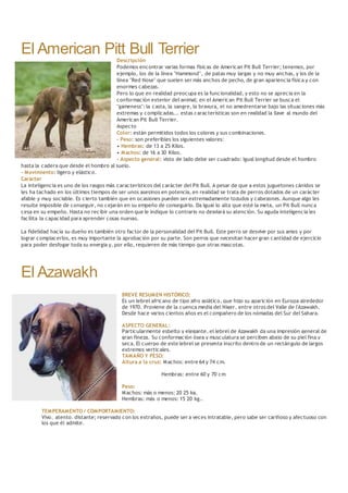 El American Pitt Bull Terrier
Descripción
Podemos encontrar varias formas físicas de American Pit Bull Terrier; tenemos, por
ejemplo, los de la línea "Hammond", de patas muy largas y no muy anchas, y los de la
línea "Red Nose" que suelen ser más anchos de pecho, de gran apariencia física y con
enormes cabezas.
Pero lo que en realidad preocupa es la funcionalidad, y esto no se aprecia en la
conformación exterior del animal; en el American Pit Bull Terrier se busca el
"gameness": la casta, la sangre, la bravura, el no amedrentarse bajo las situaciones más
extremas y complicadas... estas características son en realidad la llave al mundo del
American Pit Bull Terrier.
Aspecto
Color: están permitidos todos los colores y sus combinaciones.
- Peso: son preferibles los siguientes valores:
• Hembras: de 13 a 25 Kilos.
• Machos: de 16 a 30 Kilos.
- Aspecto general: visto de lado debe ser cuadrado: igual longitud desde el hombro
hasta la cadera que desde el hombro al suelo.
- Movimiento: ligero y elástico.
Carácter
La inteligencia es uno de los rasgos más característicos del carácter del Pit Bull. A pesar de que a estos juguetones cánidos se
les ha tachado en los últimos tiempos de ser unos asesinos en potencia, en realidad se trata de perros dotados de un carácter
afable y muy sociable. Es cierto también que en ocasiones pueden ser extremadamente tozudos y cabezones. Aunque algo les
resulte imposible de conseguir, no cejarán en su empeño de conseguirlo. Da igual lo alta que esté la meta, un Pit Bull nunca
cesa en su empeño. Hasta no recibir una orden que le indique lo contrario no desviará su atención. Su aguda inteligencia les
facilita la capacidad para aprender cosas nuevas.
La fidelidad hacia su dueño es también otro factor de la personalidad del Pit Bull. Este perro se desvive por sus amos y por
lograr complacerlos, es muy importante la aprobación por su parte. Son perros que necesitan hacer gran cantidad de ejercicio
para poder desfogar toda su energía y, por ello, requieren de más tiempo que otras mascotas.
El Azawakh
BREVE RESUMEN HISTÓRICO:
Es un lebrel africano de tipo afro asiático, que hizo su aparición en Europa alrededor
de 1970. Proviene de la cuenca media del Niger, entre otros del Valle de l'Azawakh.
Desde hace varios cientos años es el compañero de los nómadas del Sur del Sahara.
ASPECTO GENERAL:
Particularmente esbelto y elegante, el lebrel de Azawakh da una impresión general de
gran fineza. Su conformación ósea y musculatura se perciben abajo de su piel fina y
seca. El cuerpo de este lebrel se presenta inscrito dentro de un rectángulo de largos
extremos verticales.
TAMAÑO Y PESO:
Altura a la cruz: Machos: entre 64 y 74 cm.
Hembras: entre 60 y 70 cm
Peso:
Machos: más o menos: 20 25 kg.
Hembras: más o menos: 15 20 kg..
TEMPERAMENTO / COMPORTAMIENTO:
Vivo, atento, distante; reservado con los extraños, puede ser a veces intratable, pero sabe ser cariñoso y afectuoso con
los que él admite.
 