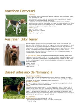 American Foxhound
HISTORICO:
Claramente es un descendiente del Foxhound inglés, que llegaron a Estados Unidos
en la mitad del siglo XVII.
Con el tiempo la progenie se cruzó con los rastreadores que Lafayette regaló al
presidente estadounidense George Washington.
A diferencia del inglés, su osamenta es más liviana y tiene un paso más ligero,
también es más resistente. Lo utilizaban para cazar zorros y en la caza menor, tanto
en jaurías como en solitario. Se adapta mejor a la vida familiar que su homólogo
inglés, que siempre se ha criado con otros perros.
Tamaño: grande
Peso: Entre 30 Kg y 34 Kg
Origen: United States of América
COLOR:
Se permite cualquier color.
Australian Silky Terrier
A pesar de haber sido expuesto por primera vez como el Terrier australiano de pelo
áspero en 1868 en Melbourne, Australia sus orígenes son más remotos que eso. Partiendo
del Skye terrier de orejas erguidas y del pequeño Yorkshire terrier, después de varios
cruzamientos con diferente porcentaje de sangre de una u otra raza, obtuvieron y fijaron
el Silky. Aunque fue creado para la caza del conejo y de la rata y tiene todas las
características de un auténtico terrier, actualmente no se utiliza para la caza y se ha
convertido en un perro de compañía.
El Australian Silky Terrier es un perro valeroso a pesar de su pequeño tamaño es a la
vez bastante obediente y es uno de los terrier más sensibles y adaptables. A pesar de su
tamaño son reservados con extraños. Es confiable mantenerlo cerca de los niños ya que
es dócil y afectuoso por lo que se ha convertido al pasar de los años en un excelente
perro de compañía.
Tamaño: pequeno
Peso: Entre 3.6 Kg y 8 Kg
Origen: Australia
Basset artesiano de Normandía
BREVE RESUMEN HISTÓRICO:
El comité de la Sociedad de Caza Menor determina y señala que el Basset Artesiano
de Normandía no deberá ser únicamente una etapa de transición para llegar al tipo de
Normandía, sin que quede vestigio alguno del tipo de Artois.
APARIENCIA GENERAL:
Es un perro largo, en relación con su altura a la cruz, vigoroso, compacto; su cabeza
evoca la nobleza del gran perro de Normandía.
COLOR:
Leonado, con manto negro y blanco (“tricolor”) o leonado y blanco (“bicolor”). En el
primer caso, la cabeza debe estar ampliamente cubierta de leonado rojizo intenso y
conservar una mancha pequeña de pelos más obscuros sobre cada lado de la cabeza. El
manto ( o las manchas que quedan en caso de que se extiendan los parches de color
diferente), estará compuesto de pelos negros o rayados (cumpliendo así con los antiguos
calificativos de “pelo de liebre” o “pelo de tejón”).
TAMAÑO Y PESO :
Altura a la cruz: Machos y hembras: 30 – 36 cm.
Tolerancia de más o menos 1 cm para los sujetos excepcionales.
Peso: 15 – 20 kg.
 