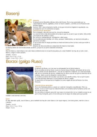 Basenji
Historia:
Originario de la República Democrática del Congo. Perro muy apreciado por su
capacidad de rastreo, agilidad y el ser un buen cazador, convivió con lo Faraones del
Antiguo Egipto.
Será en 1937, época bastante tardía, en la que entrará en Inglaterra ayudando a su
propagación por el continente europeo.
Características generales:
Perro delgado, más alto que ancho, de porte elegante.
La característica más destacable de la raza es que es un perro que no ladra. Sólo emite
una especie de aullido o canto.
De carácter independiente, inteligente y afectuoso.
Se recomienda para familias sin niños, aunque, habiéndolos, se mostrará educado y
paciente con ellos.
Si se le deja sólo en largos periodos se mostrará destructivo con las cosas que estén a
su alcance.
Delante de desconocidos se comportará de manera reservada.
El Basenji debe ser entrenado desde cachorro, ya que es un perro bastante testarudo.
Color:
Marrón-blanco, negro-blanco (el color blanco deberá estar en el pecho las patas y la cola).También los hay de un solo color.
Blanco, negro o todo castaño.
Tamaño: mediano
Peso: Entre 8 Kg y 13 Kg
Origen: Congo (Dem. Rep.)
Borzoi (galgo Ruso)
Historia:
Originario de Rusia, se cree que su antepasado fue el lebrel egipcio.
Perro predilecto de los Zares, tuvo en el gran duque Nicolás, personaje de la corte
Rusa cuando era zar Alejandro II , uno de sus mayores criadores, se cree que poseía
más de un centenar de perros, todavía hoy en día es una de los perros favoritos de la
realeza, dado su porte elegante y aristocrático.
Su nombre proviene del vocablo ruso borzii, que significa veloz, fue un perro para
cacerías del lobo siberiano y otras piezas de menor calado.
Su aparición en Europa fue en Inglaterra como regalo del zar de Rusia o la reina
Victoria.
Características generales:
Perro de fisiología atlética, posee un carácter tranquilo y equilibrado. Fiel a su
dueño, no es un perro que se relacione bien con extraños tanto humanos como con
perros de otra raza.
No necesita un espacio para vivir que vaya en proporción con su tamaño ya que es un
perro muy tranquilo, pero sí necesita que se le saque al campo para que pueda
realizar unas buenas carreras.
Color:
El más valorado quizá, sea el blanco, pero también los hay de color blanco con rayas negras, con tonos grises, marrón claro o
castaño.
Tamaño: grande
Peso: Entre 27 Kg y 48 Kg
Origen: Russia
 