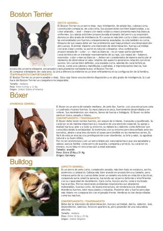 Boston Terrier
SPECTO GENERAL:
El Boston Terrier es un perro vivaz, muy inteligente, de pelaje liso, cabeza corta,
constitución compacta, de cola corta. Sus proporciones son bien balanceadas, y su
color atigrado, « seal » (negro con matiz rojizo) o negro presenta manchas blancas
uniformes. La cabeza está bien proporcionada al tamaño del perro y su expresión
denota un alto grado de inteligencia. El cuerpo es más bien corto y bien construido,
las extremidades son fuertes y elegantemente anguladas; la cola también es corta.
Ninguno de sus rasgos debe ser tan prominente que haga producir una desproporción
del cuerpo. El animal imparte una impresión de determinación, fuerza y actividad
con gran clase y estilo; su porte es natural y elegante. Una combinación
proporcionada de « color » y « marcas blancas » es un rasgo particularmente
característico de un ejemplar representativo de su raza. Los rasgos de « balance,
expresión, color y marcas blancas », deben ser considerados de manera particular al
momento de determinar el valor relativo del aspecto general en relación con otros
puntos. Un cuerpo bien definido, una espalda corta, además de características
únicas, como una cabeza y mandíbulas cuadradas, e impresionantes marcas, han
producido un perro elegante, encantador y genuinamente norteamericano: el Boston Terrier.
Al comparar ejemplares de cada sexo, la única diferencia evidente es un leve refinamiento en la configuración de la hembra.
TEMPERAMENTO/COMPORTAMIENTO:
El Boston Terrier es un perro amable y vivaz. Esta raza tiene una excelente disposición y un alto grado de inteligencia, lo cual
hace del Boston Terrier un compañero incomparable.
Tamaño: mediano
Peso: Entre 6.8 Kg y 11 Kg
Origen: United States of America
Bóxer
APARIENCIA GENERAL:
El Boxer es un perro de tamaño mediano, de pelo liso, fuerte, con una estructura corta
y cuadrada y huesos fuertes. Su musculatura es seca, fuertemente desarrollada y en
relieve. Sus movimientos son vivaces, llenos de fuerza e hidalguía. El Boxer no debe
parecer tosco, pesado o liviano.
COMPORTAMIENTO / TEMPERAMENTO:
El Boxer debe tener nervios fuertes, ser seguro de si mismo, tranquilo y equilibrado. Su
carácter es de máxima importancia y requiere de una atención especial. Su apego y
lealtad hacia su amo y a todo su entorno, su vigilancia y valentía como defensor son
conocidos desde la antigüedad. Es inofensivo con su entorno pero desconfiado ante los
extraños, alegre y gracioso durante el juego pero temible en los momentos serios. Es
fácil de educar gracias a su predisposición a ser obediente, su brío y valor, su agudeza
natural y su buen olfato.
Por no ser pretencioso y ser un perro limpio por naturaleza hace que sea agradable y
valioso para la familia como perro de guardia, compañía y servicio. Su carácter es
íntegro, no es falso ni rencoroso aún a edad avanzada.
Tamaño: grande
Peso: Entre 25 Kg y 31 Kg
Origen: Germany
Bulldog ASPECTO GENERAL:
Es un perro de pelo corto, complexión pesada, más bien bajo en estatura, ancho,
poderoso y compacto. Cabeza más bien grande en proporción a su tamaño, pero
ninguna parte de su cuerpo debe tener un tamaño excesivo en relación a las otras,
rompiendo así la simetría general, haciendo ver al perro deforme o interfiriendo
con su capacidad de movimiento. Cara corta, hocico ancho, romo e inclinado
hacia arriba. Perros mostrando problemas respiratorios son altamente
indeseables. Cuerpo corto, de buena estructura, sin tendencia a la obesidad.
Miembros fuertes, bien musculados y robustos. Posterior alto y fuerte pero algo
más liviano en comparación con el pesado frente. Hembras no tan desarrolladas
como los machos.
COMPORTAMIENTO / TEMPERAMENTO:
Debe dar la impresión de determinación, fuerza y actividad. Alerta, valiente, leal,
dependiente, valeroso, feroz en apariencia, pero poseedor de una naturaleza
afectiva.
Tamaño: mediano
Peso: Entre 18 Kg y 25 Kg
Origen: United Kingdom
 