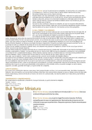 Bull Terrier Los Bull Terrier son por lo general perros amigables. Su fuerza física es comparable a
su inteligencia, y tanto su cuerpo como su mente deben mantenerse activos.
Necesitan tiempo para correr y hacer ejercicio.
Pueden llegar a ser muy obstinados y muy cabezotas, razón por la cual no son muy
indicados para principiantes en la cría de perros, ya que tienes que dedicarle mucho
tiempo a educarle, porque si no intentará establecer su liderazgo sobre el dueño,
sobre todo los machos, aunque las hembras también tienen esa tendencia, pero en
menor medida que el macho.
Son perros muy cariñosos y adoran la compañía, así que no es buena idea dejarlos
solos durante mucho tiempo, dado que con sus potentes mandíbulas pueden ocasionar
muchos daños en la casa si se aburren. Son buenos con los niños pequeños.
EL BULL TERRIER Y SUS ORÍGENES:
El actual Bull Terrier no tiene nada que ver con el primer Bull Terrier del siglo XIX. El
Bull Terrier está basado en perros de presa y pelea, deportes (si se le puede llamar
así), que fueron eliminados de Inglaterra durante el siglo XIX.
Los orígenes del Bull Terrier pueden relacionarse sin duda alguna con James Hinks,
quién, después de varios años de experiencia presentó a la raza en la década de 1850. Hinks paso varios años cruzando al ya
extinto English White Terrier con perros bull y terrier, en un intento de crear un perro que no sólo estuviera capacitado par a la
pelea, sino que tuviera un aspecto hermoso. Al cabo de un tiempo y posiblemente mediante el cruce con el Perdiguero de
Burgos (Pointer Español), se obtuvo un luchador hermoso e imponente. El espíritu luchador hasta la muerte del Bull Terrier, lo
convirtió en todo un campeón de las pistas de lucha venciendo hasta perros superiores en tamaño.
El Bull Terrier también era bueno cazando ratas, otro deporte muy popular en Inglaterra. El Bull Terrier era el que tenía el
mejor record en tan singular deporte.
Aunque Hinks estaba muy orgulloso del éxito de su creación para la lucha, estaba más interesado en los eventos de belleza que
estaban comenzando a rivalizar con las peleas de perros. Hacia el año 1860 los jueces empezaron a demostrar cierta debilidad
con el Bull Terrier completamente blanco. Hinks empezó a aparear machos y hembras blancas e introduciendo posiblemente,
genética Dálmata. Hinks consiguió Bull Terriers blancos, hoy en día hay de dos clases: blancos y de color.
Esta raza, que es valiente, fuerte, leal y amistosa se les conoció con el nombre de Caballero Blanco.
Los éxitos en los certamenes caninos fueron una bendición, ya que la raza fue siendo más conocida como perro de compañía que
de pelea, lo que dio como resultado el Bull Terrier actual un animal pacífico y un buen perro de compañía.
En la actualidad la raza bull terrier es un perro que tanto por su temperamento, como por personas que sin escrúpulos que aún
siguen haciéndolos luchar, o bien no los educaron correctamente, se están considerando como perros pe ligrosos. Pero nosotros
podemos decir que es un perro que educándolo correctamente y ofreciendole cariño, se puede conseguir un perro manso,
juguetón, sociable, guardián del hogar y un gran animal de compañía.
ASPECTO GENERAL:
Es un perro de constitución vigorosa, musculoso, bien proporcionado y activo y con una expresión vivaz, decidida e inteligente.
Valiente, lleno de espíritu con una actitud cariñosa y divertida. Una característica singular es que su cabeza carece de depr esión
fronto nasal (stop) y tiene la forma de un huevo. Sin tener en cuenta la talla, los machos deben lucir masculinos y las hembras
femeninas.
TEMPERAMENTO Y COMPORTAMIENTO:
De temperamento equilibrado y obediente. Aunque testarudo, es particularmente amigable.
Tamaño: mediano
Peso: Entre 24 Kg y 28 Kg
Origen: United Kingdom
Bull Terrier Miniatura
El Bull Terrier Miniatura esuna réplicaenminiaturadel Bull Terrier.Estaraza
se desarrollóparacontrolarlas ratas.
El Bull Terrier Miniatura esun perromagnificocomo mascota.Perfecta
compañía para la casa o el apartamento.Normalmente esbuenoconlos
niñosde la casa que se portan bien.Requiere ejercicio.El pelonecesitapoco
mantenimiento.
Tamaño: pequeno
Peso: Entre 5 Kg y 18 Kg
Origen: United Kingdom
 