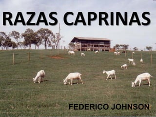 RAZAS CAPRINAS
     RAZAS




      FEDERICO JOHNSON
 