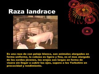 Raza landrace




Es una raza de con pelaje blanco, son animales alargados en
forma uniforme, la cabeza es ligera y fina, es el mas alargado
de los cerdos jóvenes, las orejas son largas en forma de
visera sin llegar a cubrir los ojos, supera a los Yorkshire en
precocidad y rendimiento.
 