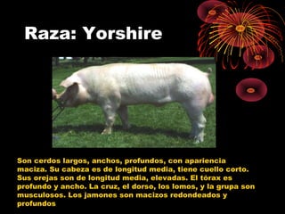 Raza: Yorshire




Son cerdos largos, anchos, profundos, con apariencia
maciza. Su cabeza es de longitud media, tiene cuello corto.
Sus orejas son de longitud media, elevadas. El tórax es
profundo y ancho. La cruz, el dorso, los lomos, y la grupa son
musculosos. Los jamones son macizos redondeados y
profundos
 