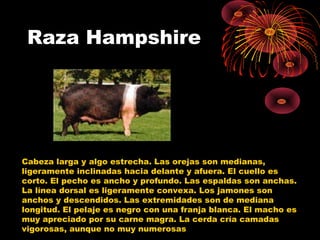 Raza Hampshire




Cabeza larga y algo estrecha. Las orejas son medianas,
ligeramente inclinadas hacia delante y afuera. El cuello es
corto. El pecho es ancho y profundo. Las espaldas son anchas.
La línea dorsal es ligeramente convexa. Los jamones son
anchos y descendidos. Las extremidades son de mediana
longitud. El pelaje es negro con una franja blanca. El macho es
muy apreciado por su carne magra. La cerda cría camadas
vigorosas, aunque no muy numerosas
 