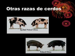 Otras razas de cerdos
 