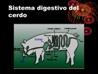 Sistema digestivo del
cerdo
 