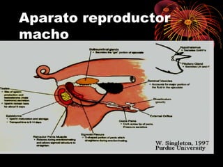 Aparato reproductor
macho
 