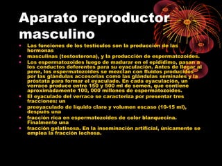 Aparato reproductor
masculino
•   Las funciones de los testículos son la producción de las
    hormonas
•   masculinas (testosterona), y la producción de espermatozoides.
•   Los espermatozoides luego de madurar en el epidídimo, pasan a
    los conductos deferentes para su eyaculación. Antes de llegar al
    pene, los espermatozoides se mezclan con fluidos producidos
    por las glándulas accesorias como las glándulas seminales y la
    próstata para formar el eyaculado. En cada eyaculación, un
    verraco produce entre 150 y 500 ml de semen, que contiene
    aproximadamente 100, 000 millones de espermatozoides.
•   El eyaculado del verraco se caracteriza por presentar tres
    fracciones: un
•   preeyaculado de líquido claro y volumen escaso (10-15 ml),
    después una
•   fracción rica en espermatozoides de color blanquecina.
    Finalmente una
•   fracción gelatinosa. En la inseminación artificial, únicamente se
    emplea la fracción lechosa.
 