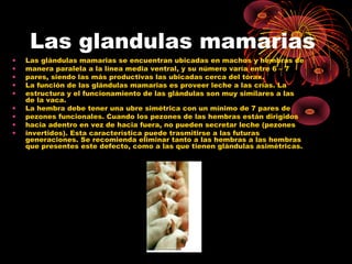 Las glandulas mamarias
•   Las glándulas mamarias se encuentran ubicadas en machos y hembras de
•   manera paralela a la línea media ventral, y su número varía entre 6 – 7
•   pares, siendo las más productivas las ubicadas cerca del tórax.
•   La función de las glándulas mamarias es proveer leche a las crías. La
•   estructura y el funcionamiento de las glándulas son muy similares a las
    de la vaca.
•   La hembra debe tener una ubre simétrica con un mínimo de 7 pares de
•   pezones funcionales. Cuando los pezones de las hembras están dirigidos
•   hacia adentro en vez de hacia fuera, no pueden secretar leche (pezones
•   invertidos). Esta característica puede trasmitirse a las futuras
    generaciones. Se recomienda eliminar tanto a las hembras a las hembras
    que presentes este defecto, como a las que tienen glándulas asimétricas.
 