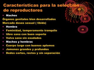 Características para la selección
de reproductores
• Machos
Órganos genitales bien desarrollados
Marcado deseo sexual ( libido)
• Hembra
• Feminidad, temperamento tranquilo
• Ubre sana con buen soporte
• Vulva sana sin exudados
• Machos y hembras
• Cuerpo largo con buenos aplomos
• Jamones grandes y profundos
• Dedos cortos, rectos y sin separación
 