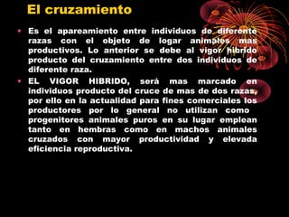 El cruzamiento
• Es el apareamiento entre individuos de diferente
  razas con el objeto de logar animales mas
  productivos. Lo anterior se debe al vigor hibrido
  producto del cruzamiento entre dos individuos de
  diferente raza.
• EL VIGOR HIBRIDO, será mas marcado en
  individuos producto del cruce de mas de dos razas,
  por ello en la actualidad para fines comerciales los
  productores por lo general no utilizan como
  progenitores animales puros en su lugar emplean
  tanto en hembras como en machos animales
  cruzados con mayor productividad y elevada
  eficiencia reproductiva.
 