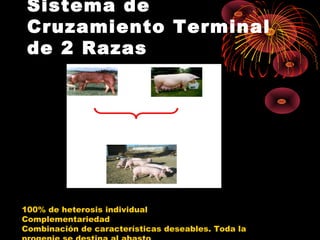 Sistema de
 Cruzamiento Terminal
 de 2 Razas




100% de heterosis individual
Complementariedad
Combinación de características deseables. Toda la
 