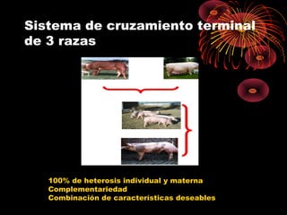 Sistema de cruzamiento terminal
de 3 razas




   100% de heterosis individual y materna
   Complementariedad
   Combinación de características deseables
 