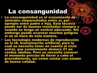 La consangunidad
• La consanguinidad es el cruzamiento de
  animales emparentados entre si, por
  ejemplo entre padre e hija. Esta técnica
  puede ser de buenos resultados siempre y
  cuando se tenga un control adecuado. Sin
  embargo puede acarrear muchos peligros
  si no se hace de esta manera.
• Las tecnología modernas de reproducción
  es la IA. Inseminación artificial, para la
  cual se necesita tener en cuenta el ciclo
  estral, que comúnmente demora 21 en
  cerdas adultas. Pero se necesita conocer
  el momento preciso de llevar a cabo el
  procedimiento, así como contar con semen
  de buena calidad.
 