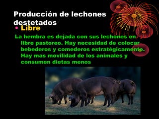 Producción de lechones
destetados
• Libre
La hembra es dejada con sus lechones en
  libre pastoreo. Hay necesidad de colocar
  bebederos y comederos estratégicamente.
  Hay mas movilidad de los animales y
  consumen dietas menos
 