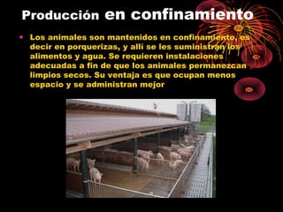 Producción         en confinamiento
• Los animales son mantenidos en confinamiento, es
  decir en porquerizas, y allí se les suministran los
  alimentos y agua. Se requieren instalaciones
  adecuadas a fin de que los animales permanezcan
  limpios secos. Su ventaja es que ocupan menos
  espacio y se administran mejor
 