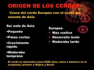ORIGEN DE LOS CERDOS
 Cruce del cerdo Europeo con el cerdo del
sureste de Asia

Sur este de Asia
                              Europeo
•Pequeño                      • Mas rustico
•Patas cortas                 • Desarrollo lento
•Crecimiento                  • Maduraba tarde
rápido
•Maduraba
temprano
El cerdo se domestico hace 6000 años, entro a América en la
conquista, primero a Méjico y Brasil
 