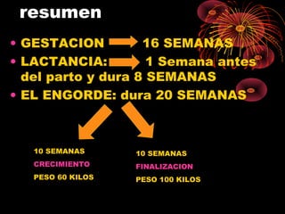 resumen
• GESTACION         16 SEMANAS
• LACTANCIA:         1 Semana antes
  del parto y dura 8 SEMANAS
• EL ENGORDE: dura 20 SEMANAS



   10 SEMANAS      10 SEMANAS
   CRECIMIENTO     FINALIZACION
   PESO 60 KILOS   PESO 100 KILOS
 