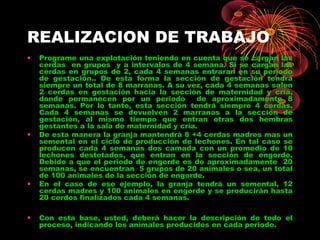 REALIZACION DE TRABAJO
•   Programe una explotación teniendo en cuenta que se cargan las
    cerdas en grupos y a intervalos de 4 semana. Si se cargan las
    cerdas en grupos de 2, cada 4 semanas entraran en su periodo
    de gestación.. De esta forma la sección de gestación tendrá
    siempre un total de 8 marranas. A su vez, cada 4 semanas salen
    2 cerdas en gestación hacia la sección de maternidad y cría,
    donde permanecen por un periodo          de aproximadamente 8
    semanas. Por lo tanto, esta sección tendrá siempre 4 cerdas.
    Cada 4 semanas se devuelven 2 marranas a la sección de
    gestación, al mismo tiempo que entran otras dos hembras
    gestantes a la sala de maternidad y cría.
•   De esta manera la granja mantendrá 8 +4 cerdas madres mas un
    semental en el ciclo de producción de lechones. En tal caso se
    producen cada 4 semanas dos camada con un promedio de 10
    lechones destetados, que entran en la sección de engorde.
    Debido a que el periodo de engorde es de aproximadamente 20
    semanas, se encuentran 5 grupos de 20 animales o sea, un total
    de 100 animales de la sección de engorde.
•   En el caso de ese ejemplo, la granja tendrá un semental, 12
    cerdas madres y 100 animales en engorde y se producirán hasta
    20 cerdos finalizados cada 4 semanas.

•   Con esta base, usted, deberá hacer la descripción de todo el
    proceso, indicando los animales producidos en cada periodo.
 