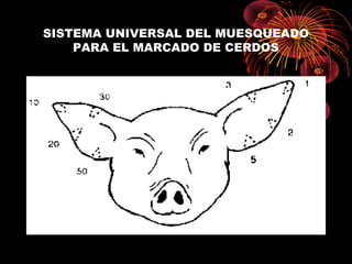SISTEMA UNIVERSAL DEL MUESQUEADO
    PARA EL MARCADO DE CERDOS
 