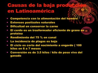 Causas de la baja producción
en Latinoamérica
•   Competencia con la alimentación del hombre
•   Extensos pastizales naturales
•   Dificultad en conservar la carne
•   El cerdo es un trasformador eficiente de grano en
    proteína
•   Rendimiento del 75 % en canal
•   La incidencia de plagas es baja
•   El ciclo es corto del nacimiento a engorde ( 100
    kilos en 6 a 7 meses
•   Conversión es de 3.5 kilos / kilo de peso vivo del
    ganado
 