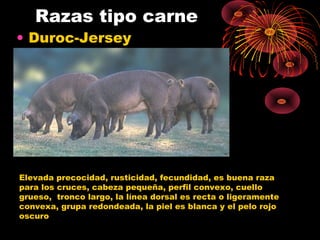 Razas tipo carne
• Duroc-Jersey




Elevada precocidad, rusticidad, fecundidad, es buena raza
para los cruces, cabeza pequeña, perfil convexo, cuello
grueso, tronco largo, la línea dorsal es recta o ligeramente
convexa, grupa redondeada, la piel es blanca y el pelo rojo
oscuro
 