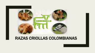 RAZAS CRIOLLAS COLOMBIANAS
 