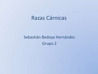 Razas Cárnicas
Sebastián Bedoya Hernández
Grupo 2

 