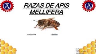 RAZAS DE APIS
MELLIFERA
Anthophila Apidae
AÑO: 2022
FECHA: 10/10/2022
SECCIÓN: IIB
 
