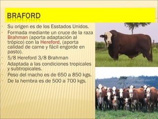 •   Su origen es de los Esstados Unidos.
•   Formada mediante un cruce de la raza
    Brahman (aporta adaptación al
    trópico) con la Hereford, (aporta
    calidad de carne y fácil engorde en
    pasto).
•   5/8 Hereford 3/8 Brahman
•   Adaptada a las condiciones tropicales
    y subtropicales.
•   Peso del macho es de 650 a 850 kgs.
•   De la hembra es de 500 a 700 kgs.
 
