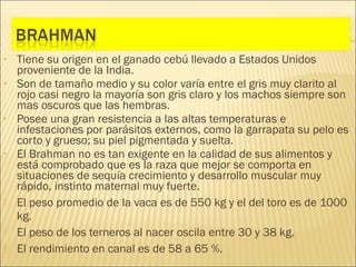 •   Tiene su origen en el ganado cebú llevado a Estados Unidos
    proveniente de la India.
•   Son de tamaño medio y su color varía entre el gris muy clarito al
    rojo casi negro la mayoría son gris claro y los machos siempre son
    mas oscuros que las hembras.
•   Posee una gran resistencia a las altas temperaturas e
    infestaciones por parásitos externos, como la garrapata su pelo es
    corto y grueso; su piel pigmentada y suelta.
•   El Brahman no es tan exigente en la calidad de sus alimentos y
    está comprobado que es la raza que mejor se comporta en
    situaciones de sequía crecimiento y desarrollo muscular muy
    rápido, instinto maternal muy fuerte.
   El peso promedio de la vaca es de 550 kg y el del toro es de 1000
    kg.
   El peso de los terneros al nacer oscila entre 30 y 38 kg.
   El rendimiento en canal es de 58 a 65 %.
 
