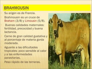    Su arigen es de Francia.
   Brahmousin es un cruce de
    Braham (3/8) y Limousin (5/8).
    Buenas calidades maternales:
    fertilidad, precocidad y buena
    lactancia.
   Carne de gran calidad gustativa y
    al porcentaje de materia gorda
    moderada.
   Aguante a las dificultades
    tropicales: poco sensible al calor
    y a las enfermedades
    parasitarias.
   Peso rápido de las terneras.
 