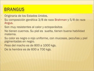 •   Originaria de los Estados Unidos.
•   Su composición genética 3/8 de raza Brahman y 5/8 de raza
    Angus.
•   Son muy resistentes al calor y ectoparásitos
•   No tienen cuernos. Su piel es  suelta, tienen buena habilidad
    materna.
•   Su color es negro o rojo uniforme, con mucosas, pezuñas y piel
    pigmentadas en negro.
•   Peso del macho es de 800 a 1000 kgs.
•   De la hembra es de 600 a 700 kgs.
 