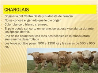 •   Originaria del Centro Oeste y Sudoeste de Francia.
•   No se conoce el ganado que le dio origen
•   Color blanco o blanco cremoso.
•   El pelo puede ser corto en verano, se espesa y se alarga durante
    las épocas de frío.
•   Una de las características más destacables es la musculatura
    sumamente desarrollada
•   Los toros adultos pesan 900 a 1250 kg y las vacas de 560 a 950
    kg.
 