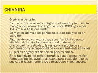 •   Originaria de Italia.
•   Es una de las razas más antiguas del mundo y también la
    más grande, los machos llegan a pesar 1800 kg y medir
    190 cm a la base del cuello.
•   Es muy resistente a los parásitos, a la sequía y al calor
    extremo.
•   Algunas de sus características son:  facilidad de parto,
    vitalidad de la cría, la buena aptitud materna, la
    precocidad, la rusticidad, la resistencia propia de su
    conformación y la capacidad de vivir en ambientes difíciles.
•   Su piel es negra y el color de su pelo es blanco.
•   Se caracterizan por poseer pezuñas duras, negras y bien
    formadas que les ayudan a adaptarse a cualquier tipo de
    suelo, particularmente a los suelos duros y pedregosos.
 