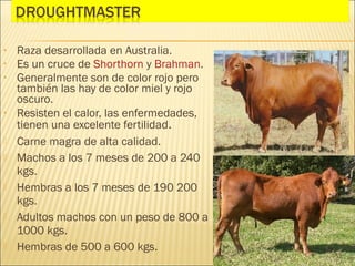 •   Raza desarrollada en Australia.
•   Es un cruce de Shorthorn y Brahman.
•   Generalmente son de color rojo pero
    también las hay de color miel y rojo
    oscuro.
•   Resisten el calor, las enfermedades,
    tienen una excelente fertilidad.
   Carne magra de alta calidad.
   Machos a los 7 meses de 200 a 240
    kgs.
   Hembras a los 7 meses de 190 200
    kgs.
   Adultos machos con un peso de 800 a
    1000 kgs.
   Hembras de 500 a 600 kgs.
 