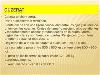 •   Cabeza ancha y corta,
•   Perfil subcóncavo o rectilíneo.
•   Frente ancha con una ligera concavidad entre los ojos y la línea de
    unión con los cuernos, Orejas de tamaño mediano algo pendientes
    y moderadamente anchas y redondeadas en la punta, Morro
    negro, Piel clara y sombreada en partes, Pelaje cenizo con tren
    anterior y posterior más oscuro.
•   Originaria de la India, se adapta a cualquier tipo de clima.
   La vaca adulta pesa entre 500 y 650 kg y el toro entre 800 y 950
    kg.
   El peso de los becerros al nacer es de 32 – 35 kg
    aproximadamente.
   El rendimiento en canal es de 60 %
 