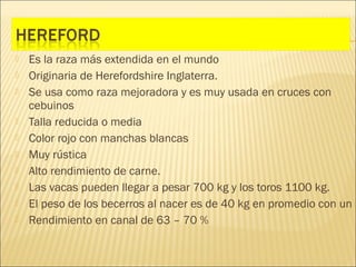    Es la raza más extendida en el mundo
   Originaria de Herefordshire Inglaterra.
   Se usa como raza mejoradora y es muy usada en cruces con
    cebuinos
   Talla reducida o media
   Color rojo con manchas blancas
   Muy rústica
   Alto rendimiento de carne.
   Las vacas pueden llegar a pesar 700 kg y los toros 1100 kg.
   El peso de los becerros al nacer es de 40 kg en promedio con un
   Rendimiento en canal de 63 – 70 %
 