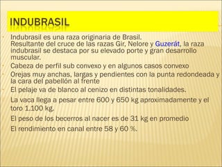 •   Indubrasil es una raza originaria de Brasil.
    Resultante del cruce de las razas Gir, Nelore y Guzerát, la raza
    indubrasil se destaca por su elevado porte y gran desarrollo
    muscular.
•   Cabeza de perfil sub convexo y en algunos casos convexo
•   Orejas muy anchas, largas y pendientes con la punta redondeada y
    la cara del pabellón al frente
•   El pelaje va de blanco al cenizo en distintas tonalidades.
   La vaca llega a pesar entre 600 y 650 kg aproximadamente y el
    toro 1.100 kg.
   El peso de los becerros al nacer es de 31 kg en promedio
   El rendimiento en canal entre 58 y 60 %.
 