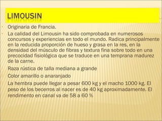 •   Originaria de Francia.
•   La calidad del Limousin ha sido comprobada en numerosos
    concursos y experiencias en todo el mundo. Radica principalmente
    en la reducida proporción de hueso y grasa en la res, en la
    densidad del músculo de fibras y textura fina sobre todo en una
    precocidad fisiológica que se traduce en una temprana madurez
    de la carne.
   Raza rústica de talla mediana a grande
   Color amarillo o anaranjado
   La hembra puede llegar a pesar 600 kg y el macho 1000 kg. El
    peso de los becerros al nacer es de 40 kg aproximadamente. El
    rendimento en canal va de 58 a 60 %
 
