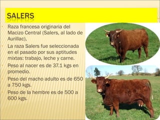 •   Raza francesa originaria del
    Macizo Central (Salers, al lado de
    Aurillac),
•   La raza Salers fue seleccionada
    en el pasado por sus aptitudes
    mixtas: trabajo, leche y carne.
•   Peso al nacer es de 37.1 kgs en
    promedio.
•   Peso del macho adulto es de 650
    a 750 kgs.
•   Peso de la hembre es de 500 a
    600 kgs.
 