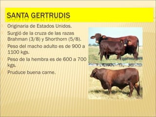    Originaria de Estados Unidos.
   Surgió de la cruza de las razas
    Brahman (3/8) y Shorthorn (5/8).
   Peso del macho adulto es de 900 a
    1100 kgs.
   Peso de la hembra es de 600 a 700
    kgs.
   Pruduce buena carne.
 
