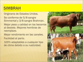    Originaria de Estados Unidos.
   Se conforma de 5/8 sangre
    Simmental y 3/8 sangre Brahman.
   Mejor peso y calidad en los becerros
    al destete. Mejores hembras de
    reemplazo.
   Mejor rendimiento en las canales.
   Facilidad al parto.
   100% adaptables a cualquier tipo
    de clima debido a su rusticidad.
 