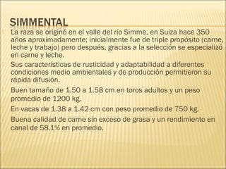    La raza se originó en el valle del río Simme, en Suiza hace 350
    años aproximadamente; inicialmente fue de triple propósito (carne,
    leche y trabajo) pero después, gracias a la selección se especializó
    en carne y leche.
   Sus características de rusticidad y adaptabilidad a diferentes
    condiciones medio ambientales y de producción permitieron su
    rápida difusión.
   Buen tamaño de 1.50 a 1.58 cm en toros adultos y un peso
    promedio de 1200 kg.
   En vacas de 1.38 a 1.42 cm con peso promedio de 750 kg.
   Buena calidad de carne sin exceso de grasa y un rendimiento en
    canal de 58.1% en promedio.
 
